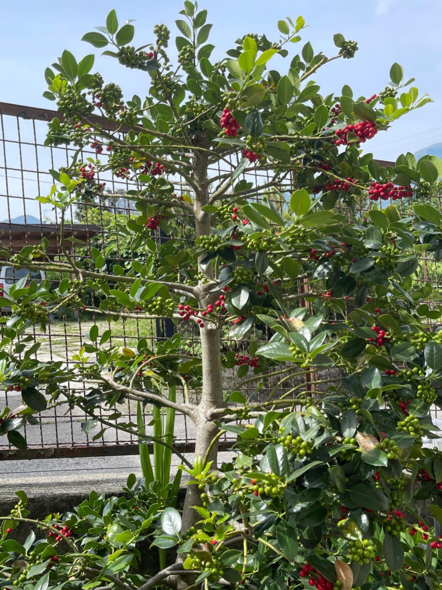 Villa Rosi Lierna Εξωτερικό φωτογραφία